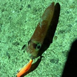 ケンサキイカ狙い