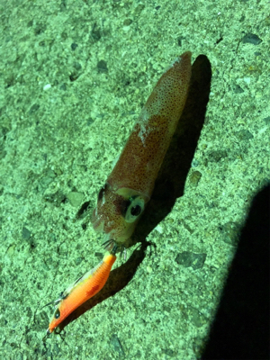 ケンサキイカ狙い