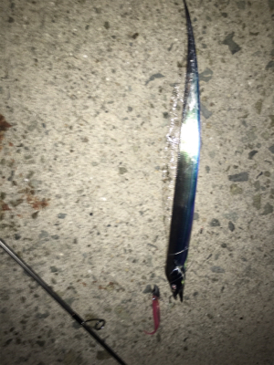 今年初 ワインド