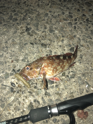 テキサスでロックフィッシュ