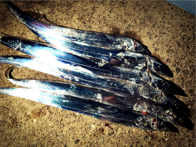 タチウオフィーバー！！邪道も？！