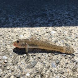 須賀港でハゼ釣り