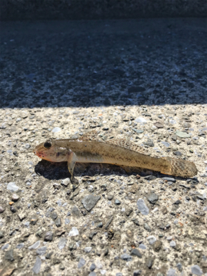 須賀港でハゼ釣り