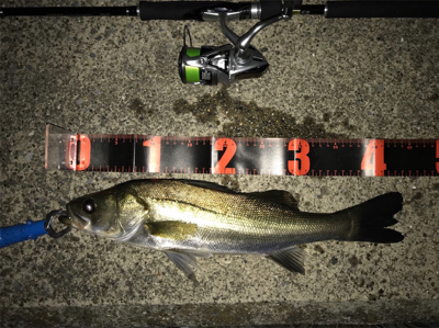 台風前にシーバス