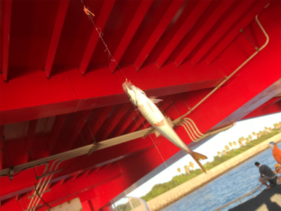 尼崎市魚釣公園