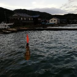 秋アオリ　短時間釣行