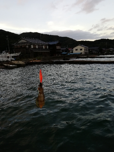 秋アオリ　短時間釣行