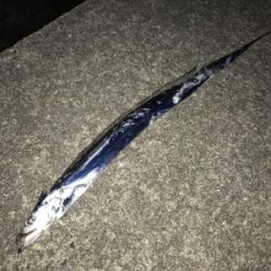 台風後の太刀魚調査