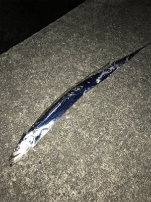 台風後の太刀魚調査