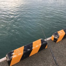 台風後のタチウオ調査