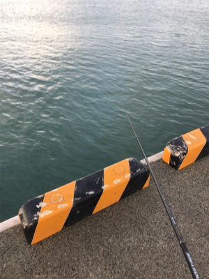 台風後のタチウオ調査