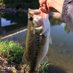 スレてるけどなんとか一本