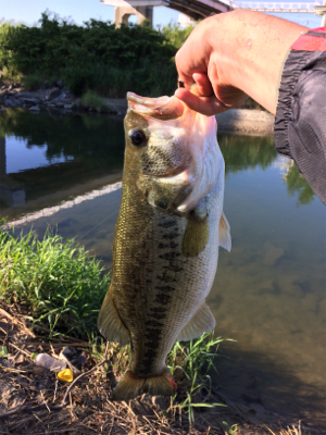 スレてるけどなんとか一本