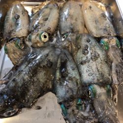 楽しい楽しいエギング！