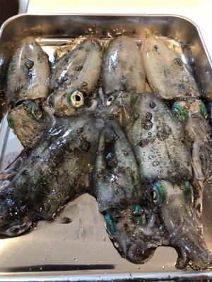 楽しい楽しいエギング！