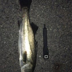 チーバスかと思えば…