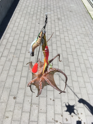 台風後のコスモ