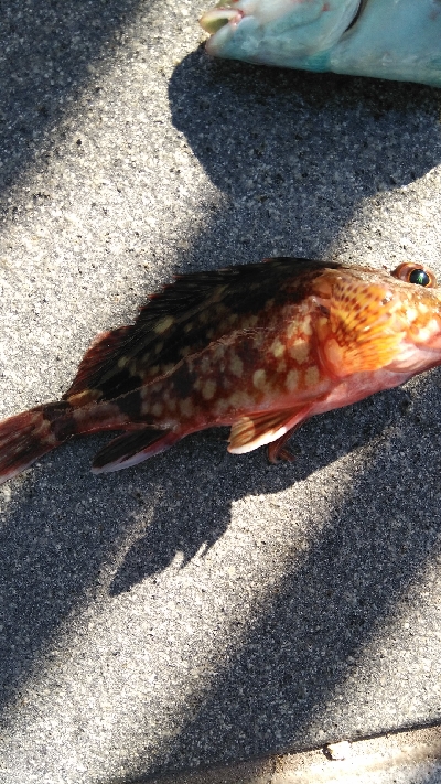 タチウオ渋かったが色々釣れた