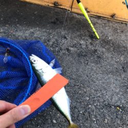 南港でタチウオ狙い