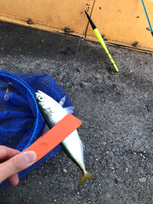 南港でタチウオ狙い