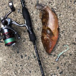 イカアコウ狙い