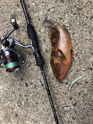 イカアコウ狙い