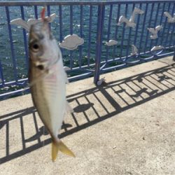 タチウオ入れ食い