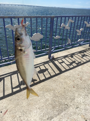 タチウオ入れ食い