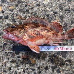 アコウに会いに