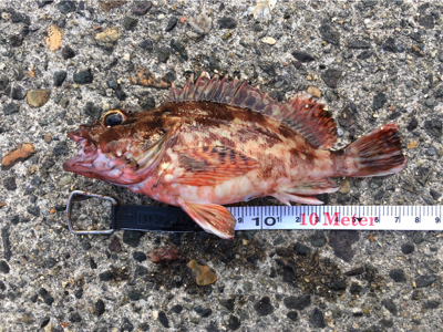 アコウに会いに