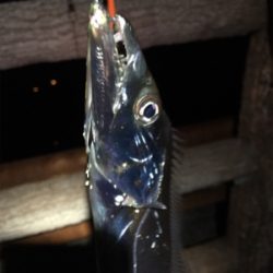 まだまだ小さい