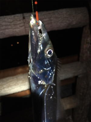 まだまだ小さい