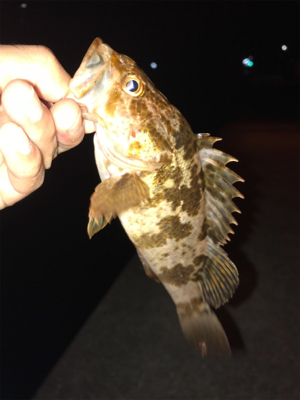台風後のアジ調査