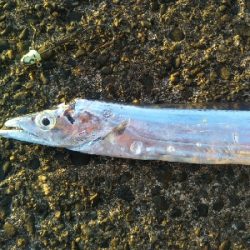 辰巳でタチウオ