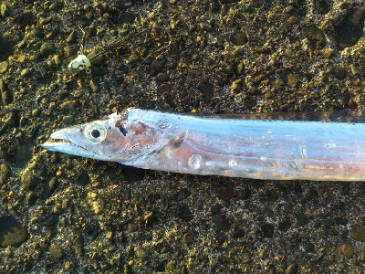 辰巳でタチウオ