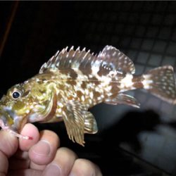 広島市内、夏メバル厳しく…