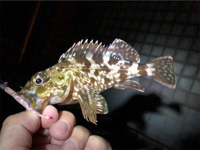 広島市内、夏メバル厳しく…