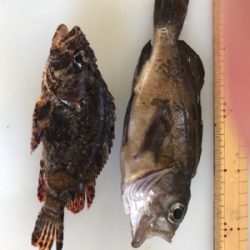 ロックフィッシュ