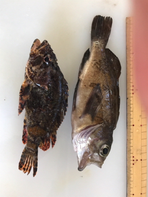 ロックフィッシュ