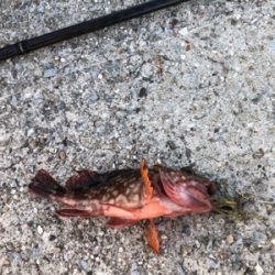 ロックフィッシュゲーム