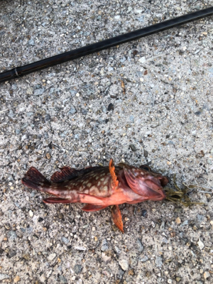 ロックフィッシュゲーム