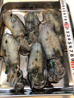 今日も朝からしゃくってきました！