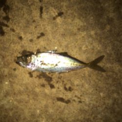 小アジに成長中