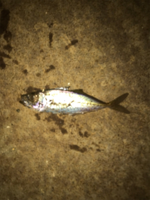 小アジに成長中