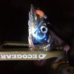 サーべリング(と言う名のアジング失敗