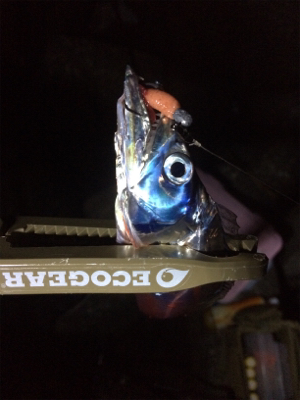 サーべリング(と言う名のアジング失敗