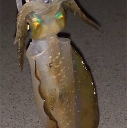 親父たちの釣行 第9弾 東舞鶴編