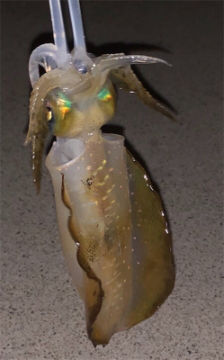 親父たちの釣行 第９弾 東舞鶴編