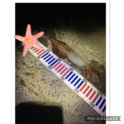 ケンサキイカ釣行