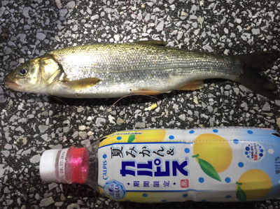 ウナギ釣り失敗